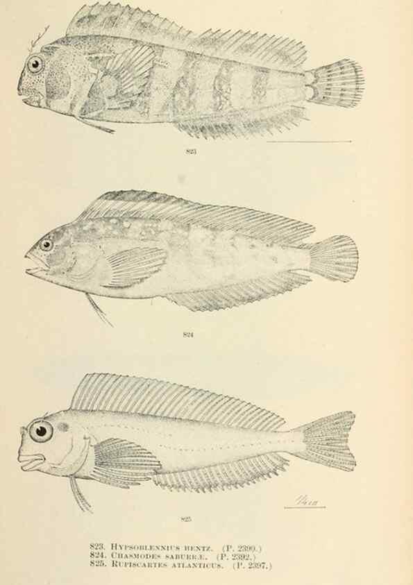 Reproducción/Reproduction 7983553933: The fishes of North and Middle America :. Washington :Smithsonian Institution, United States National Museum,1896-1900.