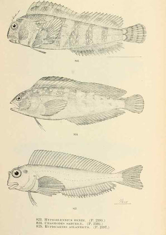 Reproducción/Reproduction 7983553933: The fishes of North and Middle America :. Washington :Smithsonian Institution, United States National Museum,1896-1900.