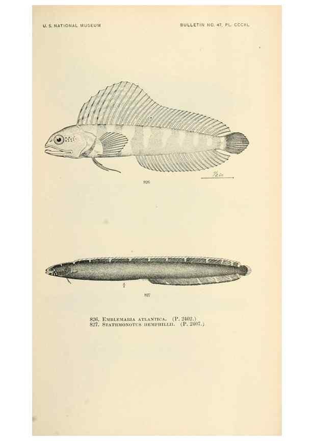 Reproducción/Reproduction 7983559116: The fishes of North and Middle America :. Washington :Smithsonian Institution, United States National Museum,1896-1900.
