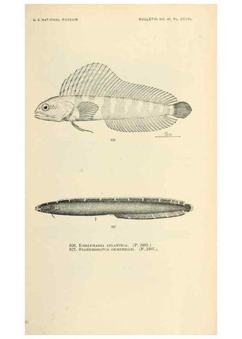 Reproducción/Reproduction 7983559116: The fishes of North and Middle America :. Washington :Smithsonian Institution, United States National Museum,1896-1900.