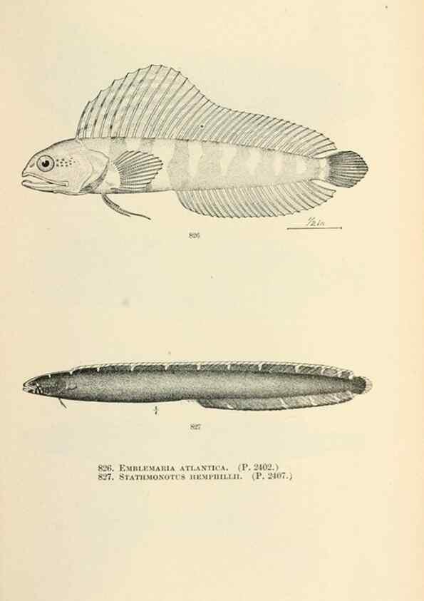 Reproducción/Reproduction 7983559116: The fishes of North and Middle America :. Washington :Smithsonian Institution, United States National Museum,1896-1900.