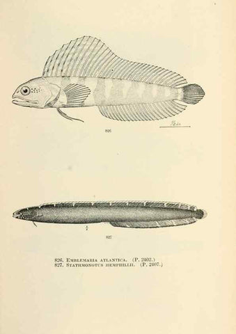 Reproducción/Reproduction 7983559116: The fishes of North and Middle America :. Washington :Smithsonian Institution, United States National Museum,1896-1900.