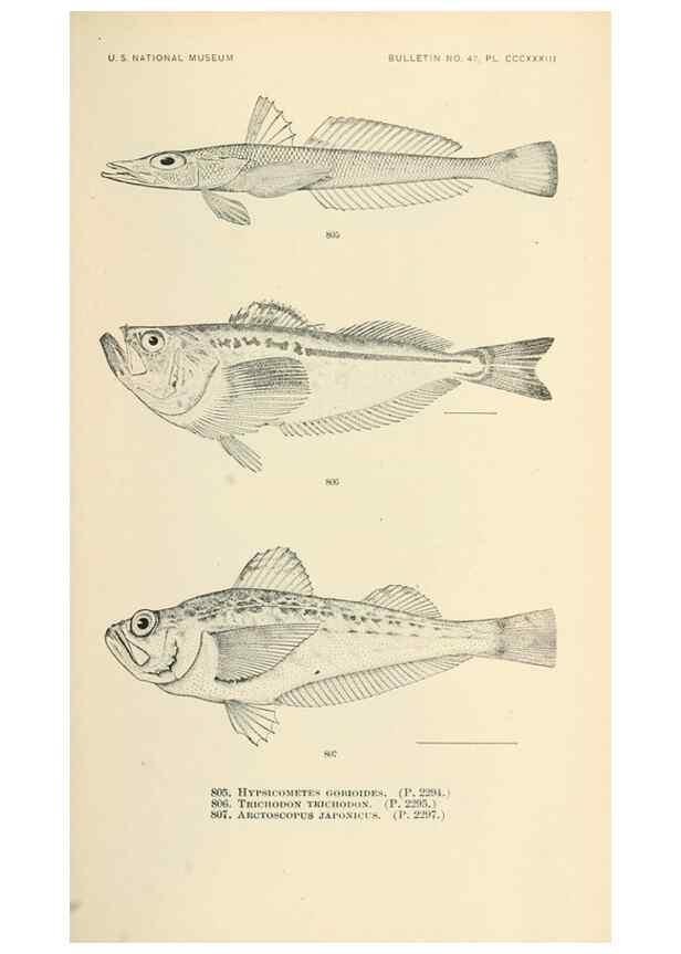 Reproducción/Reproduction 7983555354: The fishes of North and Middle America :. Washington :Smithsonian Institution, United States National Museum,1896-1900.