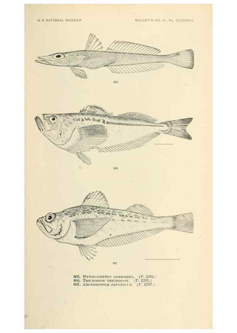 Reproducción/Reproduction 7983555354: The fishes of North and Middle America :. Washington :Smithsonian Institution, United States National Museum,1896-1900.