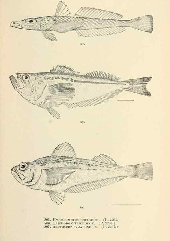 Reproducción/Reproduction 7983555354: The fishes of North and Middle America :. Washington :Smithsonian Institution, United States National Museum,1896-1900.