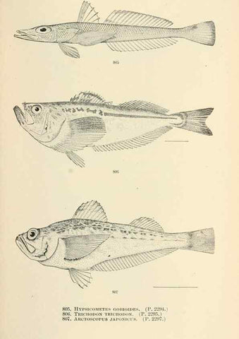 Reproducción/Reproduction 7983555354: The fishes of North and Middle America :. Washington :Smithsonian Institution, United States National Museum,1896-1900.