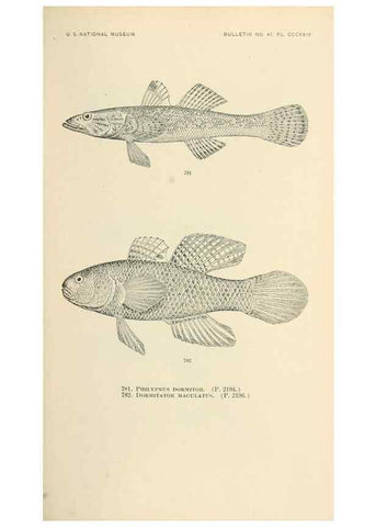Reproducción/Reproduction 7983545359: The fishes of North and Middle America :. Washington :Smithsonian Institution, United States National Museum,1896-1900.