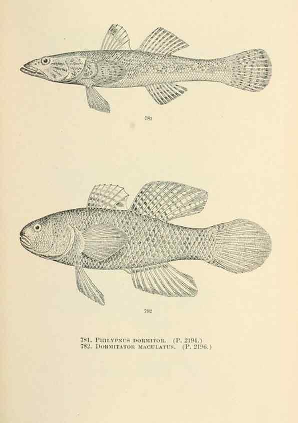Reproducción/Reproduction 7983545359: The fishes of North and Middle America :. Washington :Smithsonian Institution, United States National Museum,1896-1900.