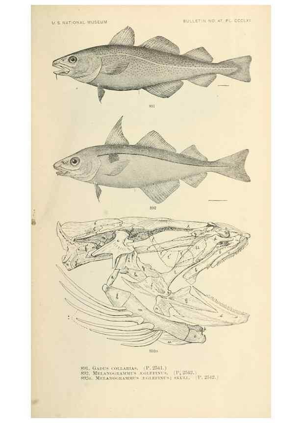 Reproducción/Reproduction 7983570210: The fishes of North and Middle America :. Washington :Smithsonian Institution, United States National Museum,1896-1900.