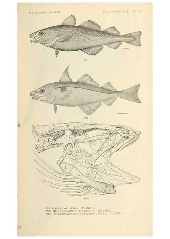 Reproducción/Reproduction 7983570210: The fishes of North and Middle America :. Washington :Smithsonian Institution, United States National Museum,1896-1900.