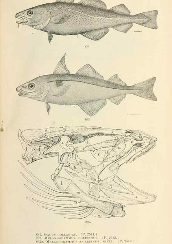 Reproducción/Reproduction 7983570210: The fishes of North and Middle America :. Washington :Smithsonian Institution, United States National Museum,1896-1900.