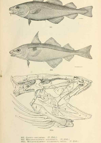 Reproducción/Reproduction 7983570210: The fishes of North and Middle America :. Washington :Smithsonian Institution, United States National Museum,1896-1900.