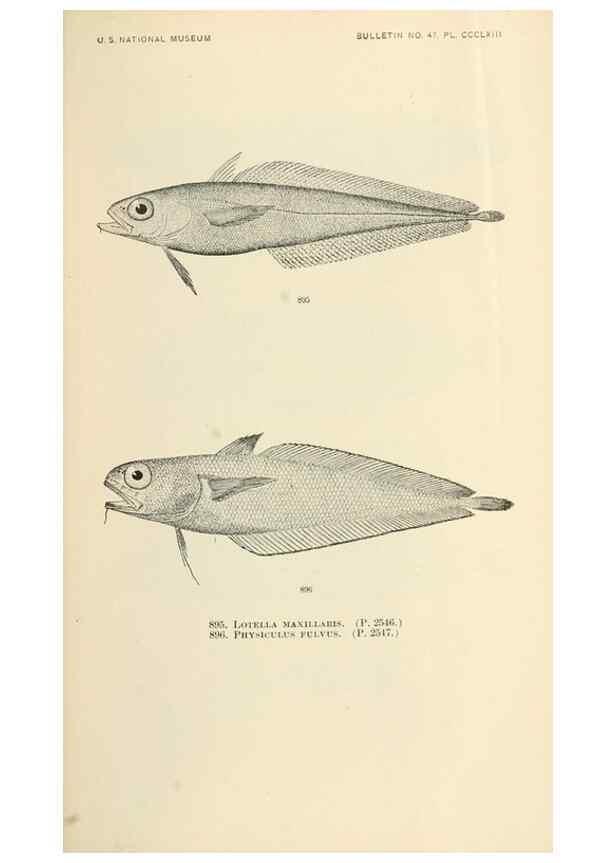 Reproducción/Reproduction 7983571322: The fishes of North and Middle America :. Washington :Smithsonian Institution, United States National Museum,1896-1900.
