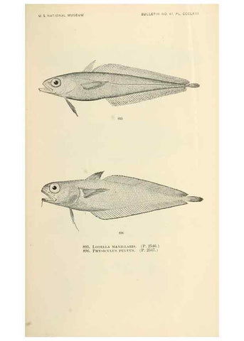 Reproducción/Reproduction 7983571322: The fishes of North and Middle America :. Washington :Smithsonian Institution, United States National Museum,1896-1900.