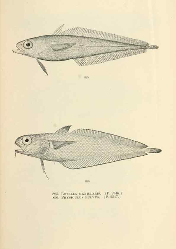 Reproducción/Reproduction 7983571322: The fishes of North and Middle America :. Washington :Smithsonian Institution, United States National Museum,1896-1900.