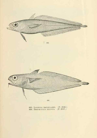 Reproducción/Reproduction 7983571322: The fishes of North and Middle America :. Washington :Smithsonian Institution, United States National Museum,1896-1900.