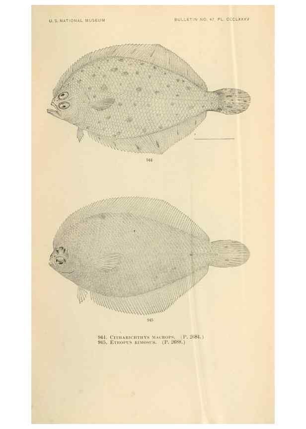Reproducción/Reproduction 7983585072: The fishes of North and Middle America :. Washington :Smithsonian Institution, United States National Museum,1896-1900.