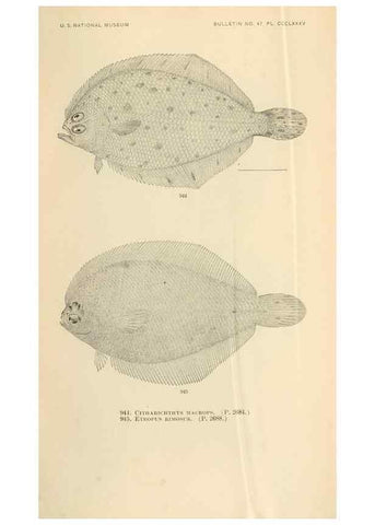Reproducción/Reproduction 7983585072: The fishes of North and Middle America :. Washington :Smithsonian Institution, United States National Museum,1896-1900.