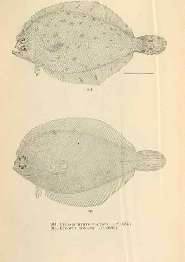 Reproducción/Reproduction 7983585072: The fishes of North and Middle America :. Washington :Smithsonian Institution, United States National Museum,1896-1900.