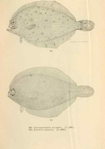 Reproducción/Reproduction 7983585072: The fishes of North and Middle America :. Washington :Smithsonian Institution, United States National Museum,1896-1900.