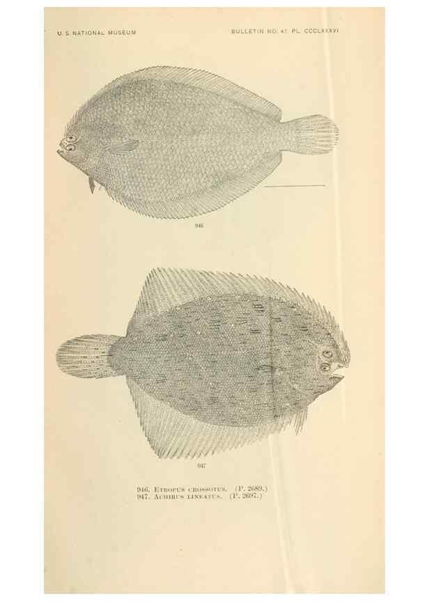 Reproducción/Reproduction 7983580515: The fishes of North and Middle America :. Washington :Smithsonian Institution, United States National Museum,1896-1900.