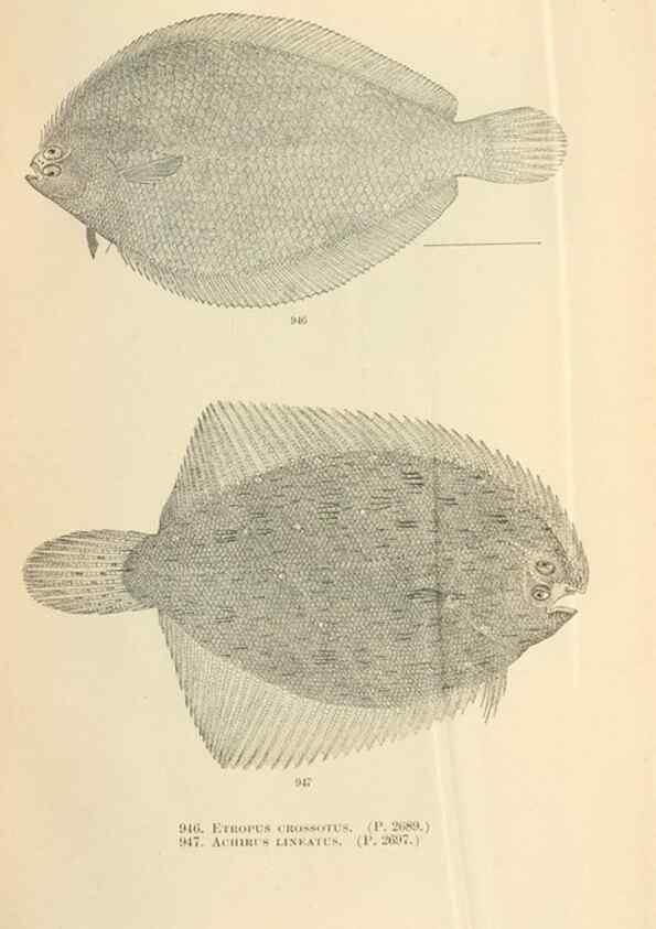 Reproducción/Reproduction 7983580515: The fishes of North and Middle America :. Washington :Smithsonian Institution, United States National Museum,1896-1900.