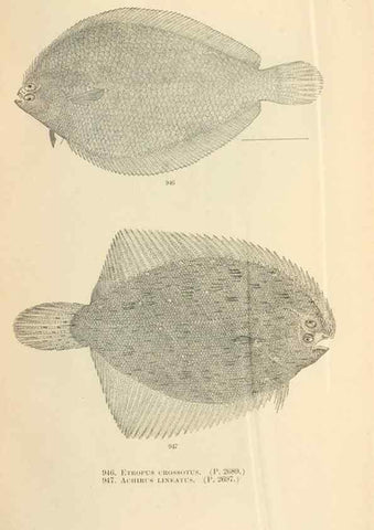 Reproducción/Reproduction 7983580515: The fishes of North and Middle America :. Washington :Smithsonian Institution, United States National Museum,1896-1900.