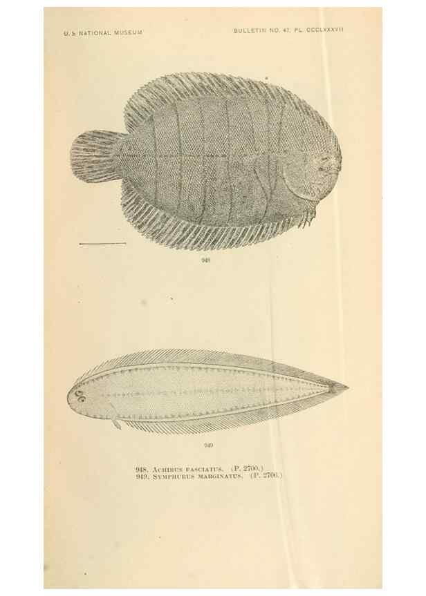 Reproducción/Reproduction 7983586594: The fishes of North and Middle America :. Washington :Smithsonian Institution, United States National Museum,1896-1900.