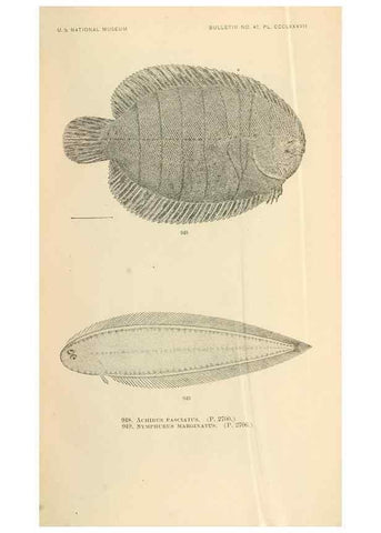 Reproducción/Reproduction 7983586594: The fishes of North and Middle America :. Washington :Smithsonian Institution, United States National Museum,1896-1900.