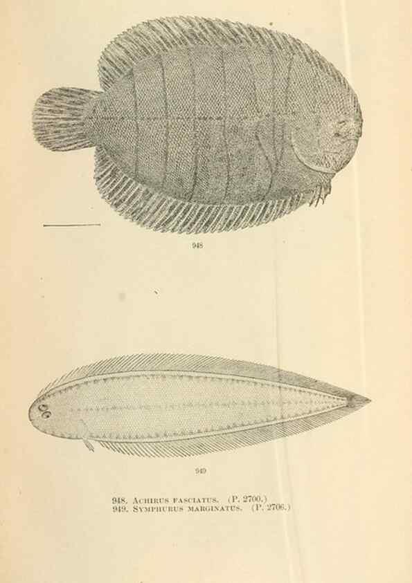 Reproducción/Reproduction 7983586594: The fishes of North and Middle America :. Washington :Smithsonian Institution, United States National Museum,1896-1900.