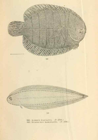 Reproducción/Reproduction 7983586594: The fishes of North and Middle America :. Washington :Smithsonian Institution, United States National Museum,1896-1900.