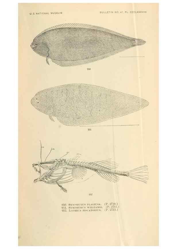 Reproducción/Reproduction 7983582007: The fishes of North and Middle America :. Washington :Smithsonian Institution, United States National Museum,1896-1900.