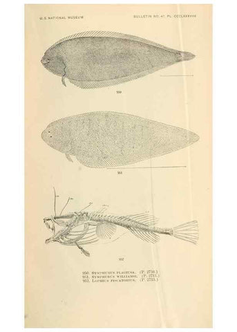 Reproducción/Reproduction 7983582007: The fishes of North and Middle America :. Washington :Smithsonian Institution, United States National Museum,1896-1900.