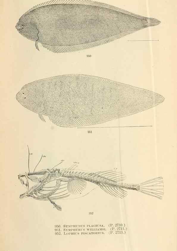 Reproducción/Reproduction 7983582007: The fishes of North and Middle America :. Washington :Smithsonian Institution, United States National Museum,1896-1900.