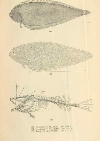 Reproducción/Reproduction 7983582007: The fishes of North and Middle America :. Washington :Smithsonian Institution, United States National Museum,1896-1900.