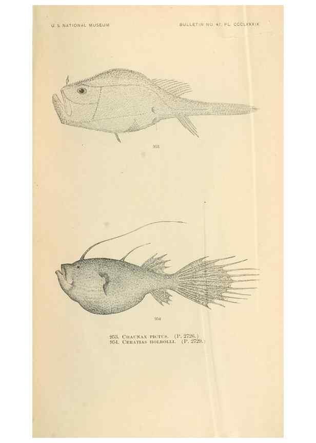 Reproducción/Reproduction 7983582485: The fishes of North and Middle America :. Washington :Smithsonian Institution, United States National Museum,1896-1900.