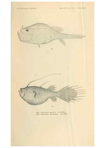 Reproducción/Reproduction 7983582485: The fishes of North and Middle America :. Washington :Smithsonian Institution, United States National Museum,1896-1900.