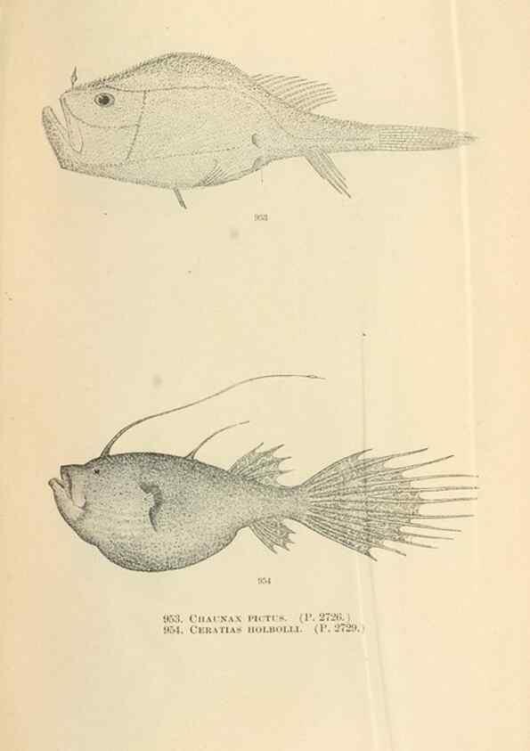Reproducción/Reproduction 7983582485: The fishes of North and Middle America :. Washington :Smithsonian Institution, United States National Museum,1896-1900.