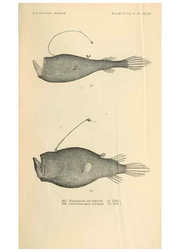 Reproducción/Reproduction 7983588184: The fishes of North and Middle America :. Washington :Smithsonian Institution, United States National Museum,1896-1900.