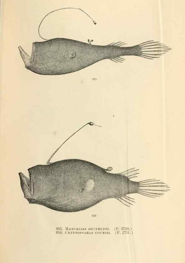 Reproducción/Reproduction 7983588184: The fishes of North and Middle America :. Washington :Smithsonian Institution, United States National Museum,1896-1900.