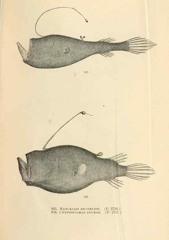 Reproducción/Reproduction 7983588184: The fishes of North and Middle America :. Washington :Smithsonian Institution, United States National Museum,1896-1900.