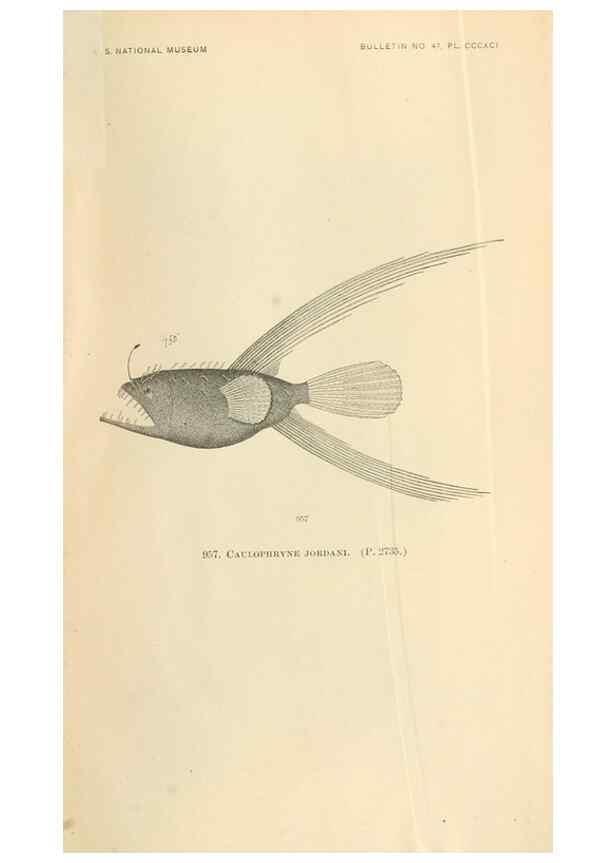 Reproducción/Reproduction 7983583519: The fishes of North and Middle America :. Washington :Smithsonian Institution, United States National Museum,1896-1900.