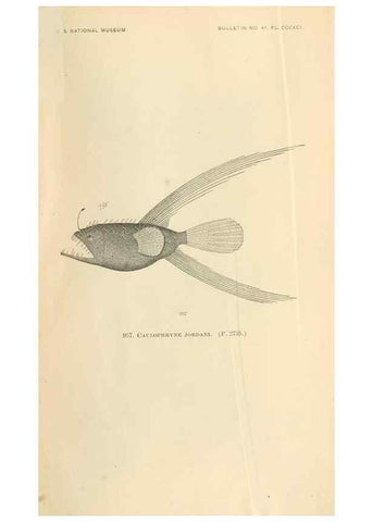 Reproducción/Reproduction 7983583519: The fishes of North and Middle America :. Washington :Smithsonian Institution, United States National Museum,1896-1900.