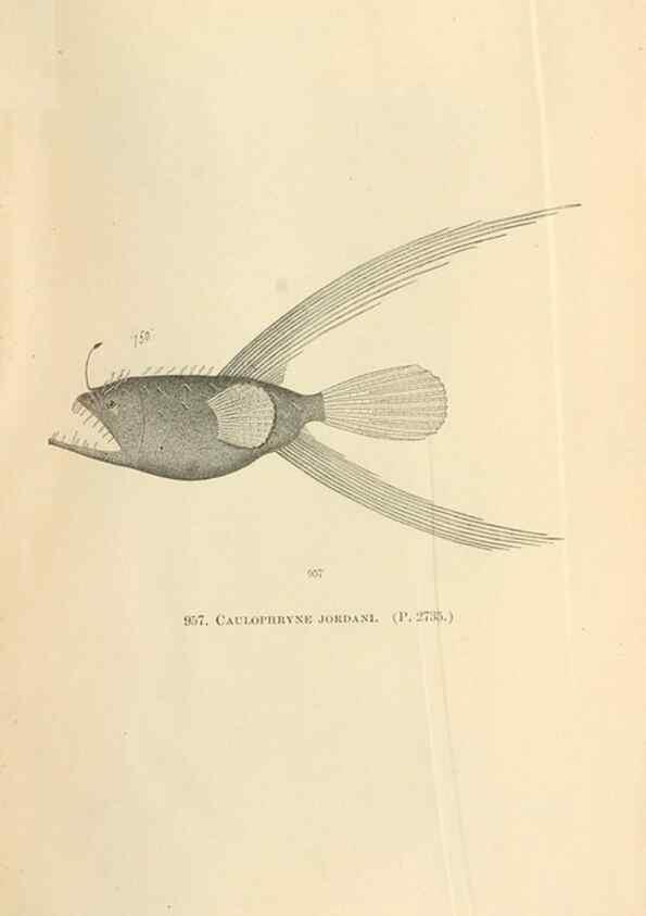 Reproducción/Reproduction 7983583519: The fishes of North and Middle America :. Washington :Smithsonian Institution, United States National Museum,1896-1900.