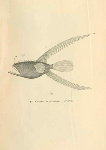 Reproducción/Reproduction 7983583519: The fishes of North and Middle America :. Washington :Smithsonian Institution, United States National Museum,1896-1900.