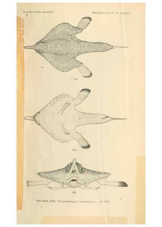 Reproducción/Reproduction 7983589228: The fishes of North and Middle America :. Washington :Smithsonian Institution, United States National Museum,1896-1900.