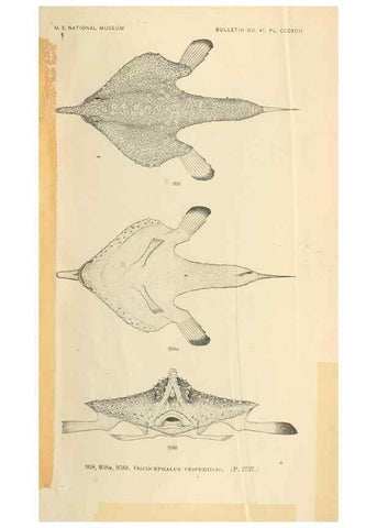 Reproducción/Reproduction 7983589228: The fishes of North and Middle America :. Washington :Smithsonian Institution, United States National Museum,1896-1900.