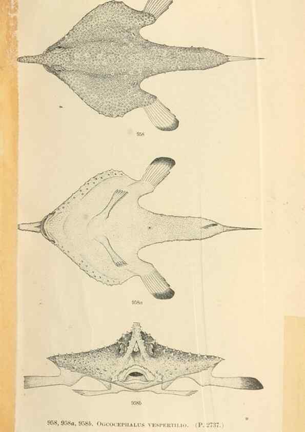 Reproducción/Reproduction 7983589228: The fishes of North and Middle America :. Washington :Smithsonian Institution, United States National Museum,1896-1900.