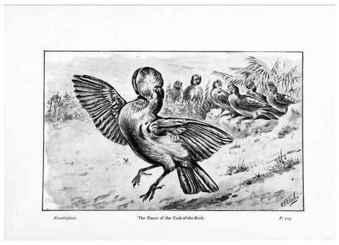 Reproducción/Reproduction 7995787040: Wonders of the bird world,. New York,Frederick A. Stokes company,[1921]