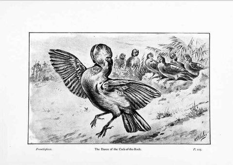 Reproducción/Reproduction 7995787040: Wonders of the bird world,. New York,Frederick A. Stokes company,[1921]